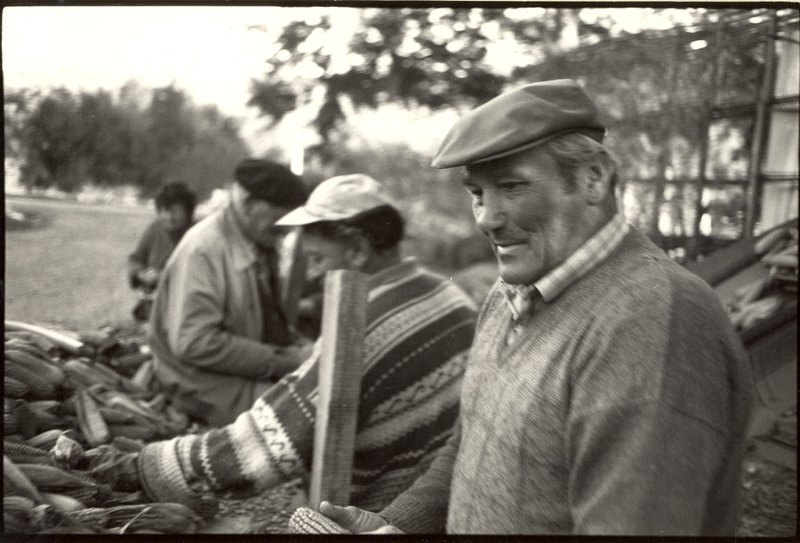 albert_varutti_2.jpg - - El italiano recogiendo maiz - Pireneos franceses - Su sueño era ser hachero en CANADA. Por eso lo llamaban "el Americano"