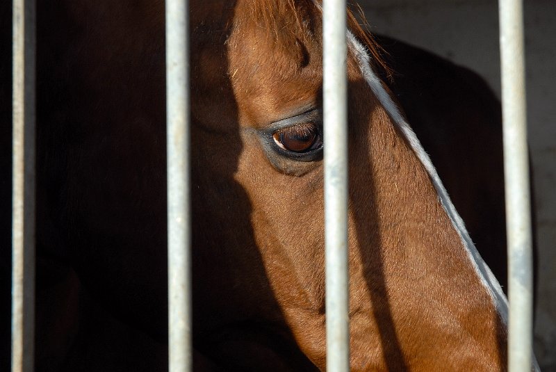 caballo2.JPG