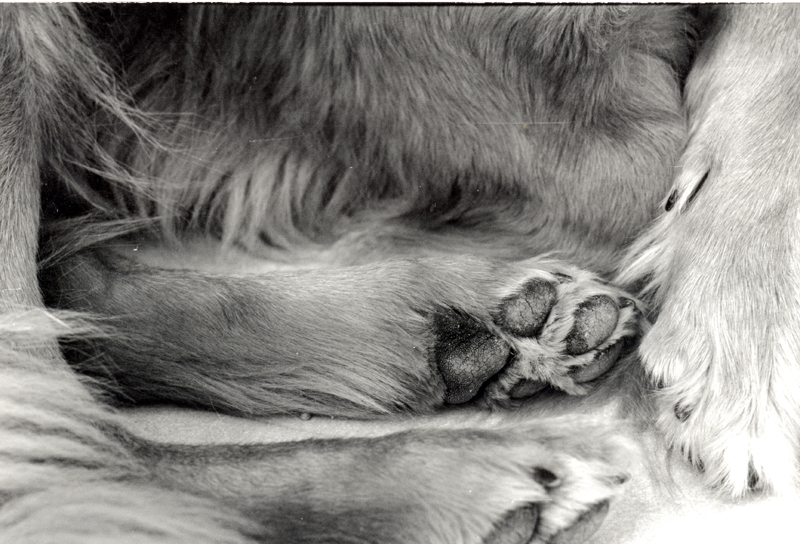 chien_rox_patte.jpg