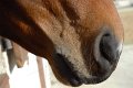 caballo1