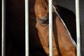 caballo2