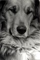 chien_rox