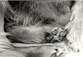 chien_rox_patte