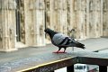 milano20070618_15